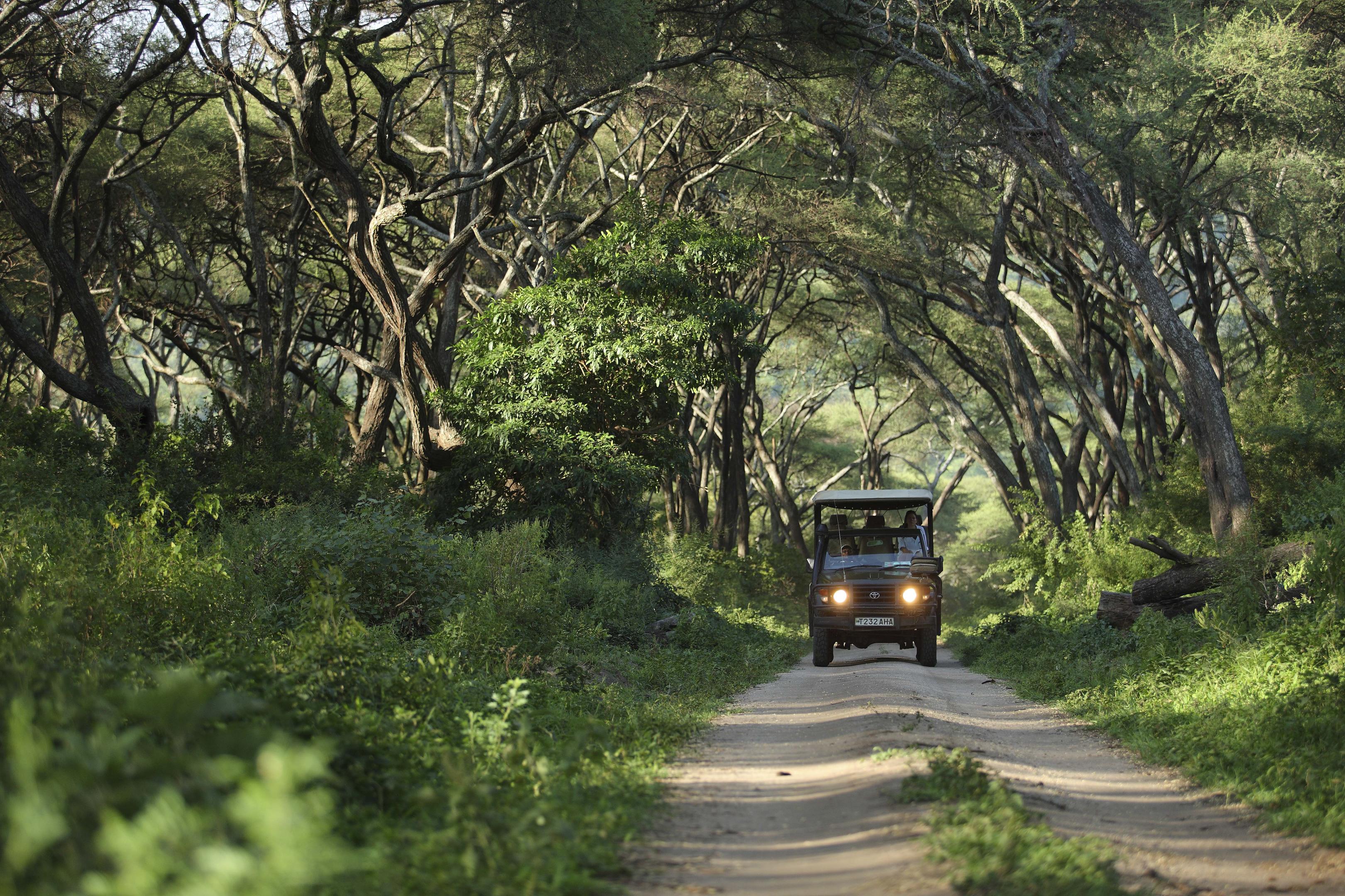 Lake Manyara lodge surrounded by forest